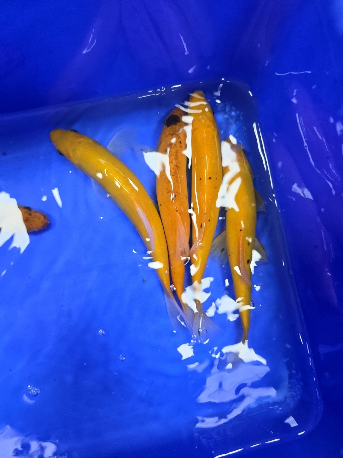 Goudzeelt 20-25 cm, Karper of Koi