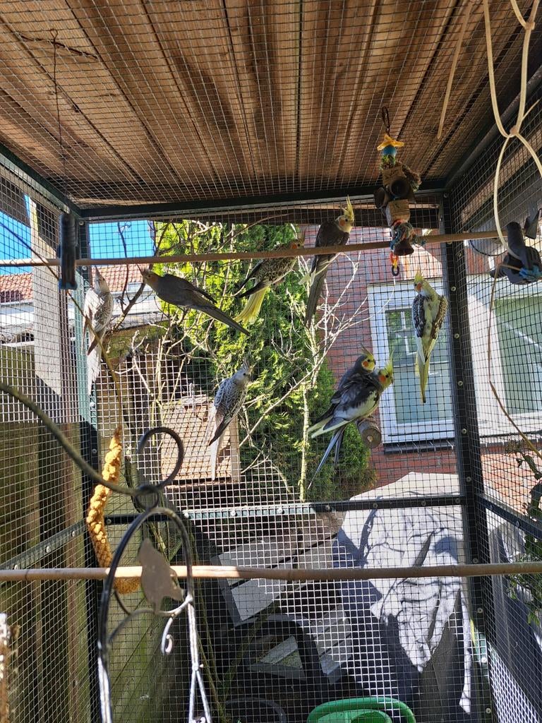 Lieve valkparkieten zoeken een nieuw thuis, Meerdere dieren, Parkiet