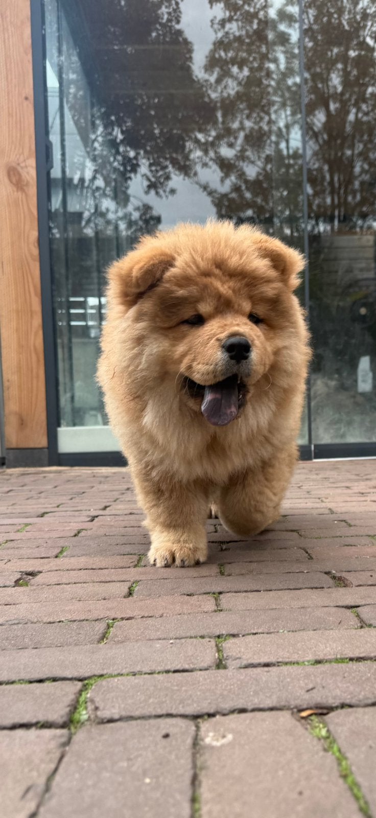 Chow chow pups, Dieren en Toebehoren, Parvo, 8 tot 15 weken, Meerdere, Nederland