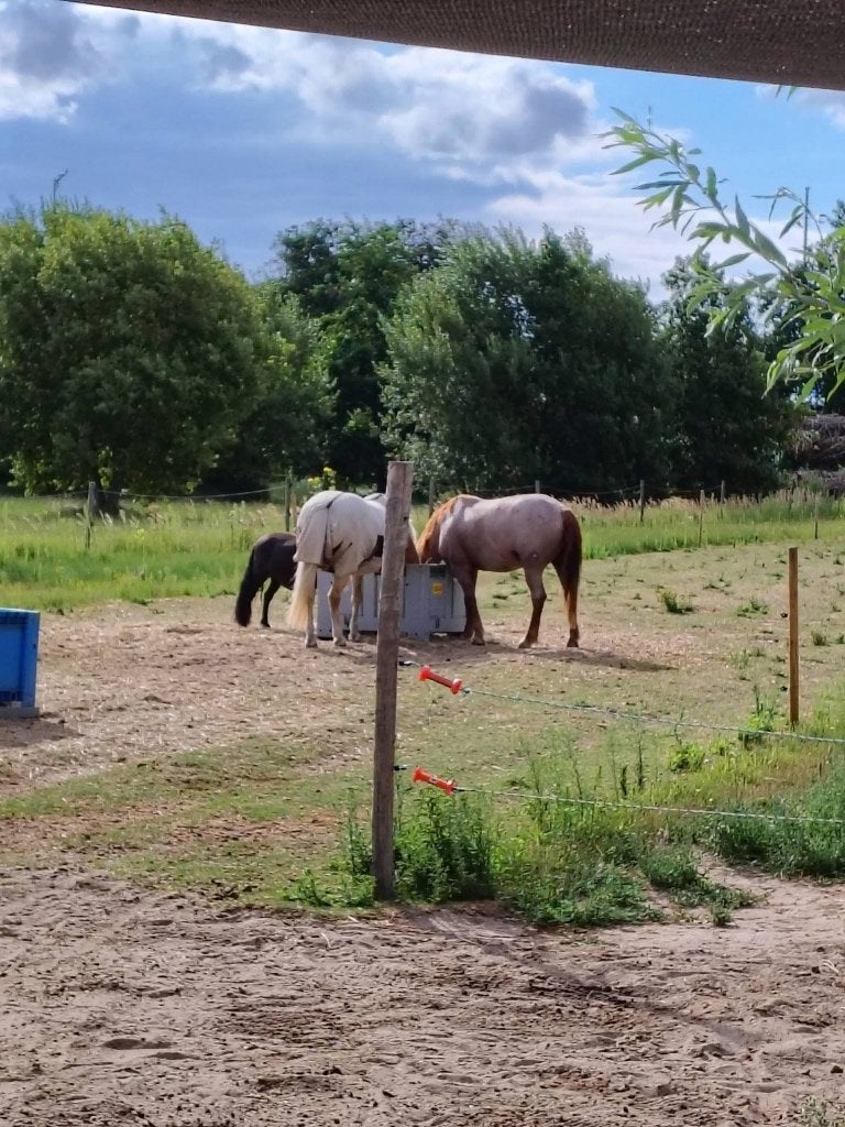 24/7 weidegang met schuilmogelijkheid van in Katwijk (ZH), Dieren en Toebehoren, Weidegang, 1 paard of pony