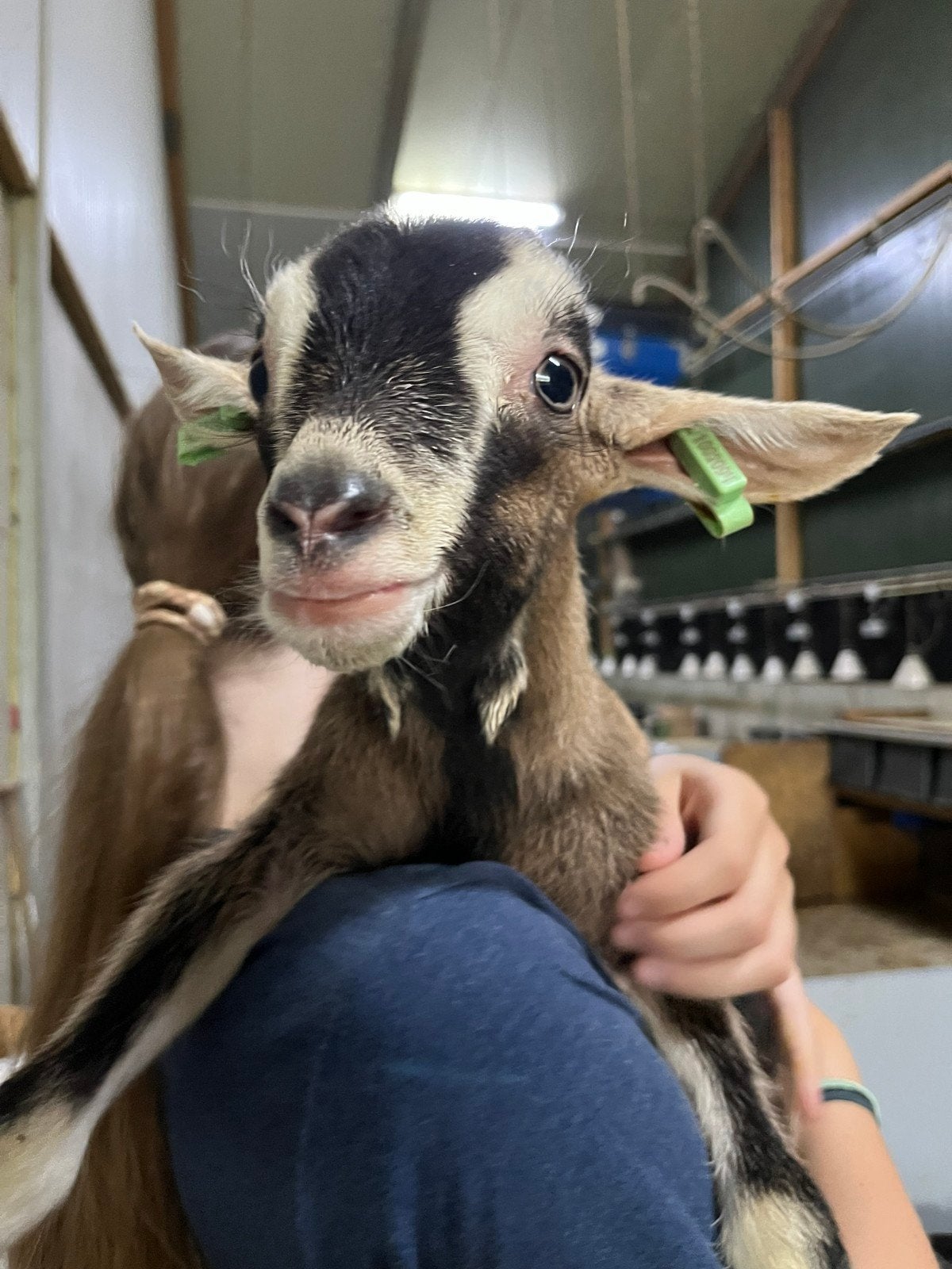 Stalling gezocht 2 bokjes, Dieren en Toebehoren, Schapen, Geiten en Varkens, Meerdere dieren, Geit