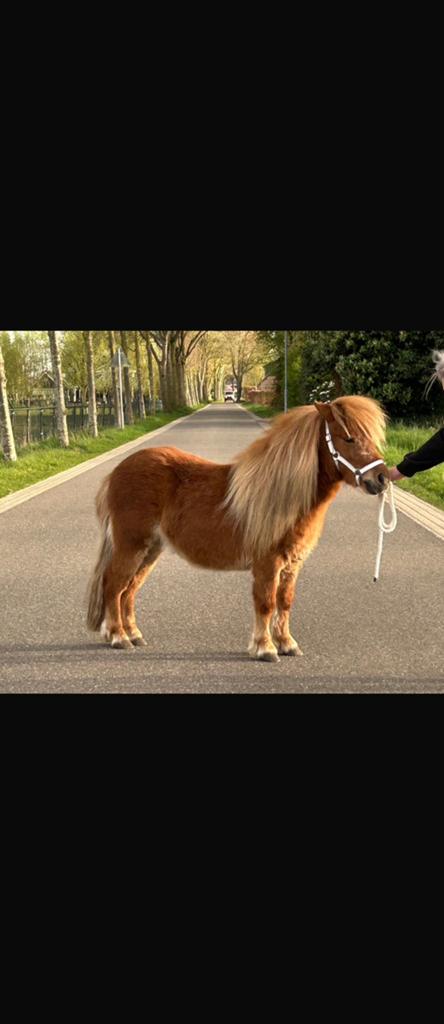Te koop: Shetlanders, Dieren en Toebehoren, Pony's, Meerdere dieren, Niet van toepassing, A pony (tot 1.17m), Recreatiepony, 0 tot 2 jaar