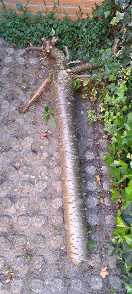 korte boomstam haardhout, Tuin en Terras, Minder dan 3 m³, Ophalen