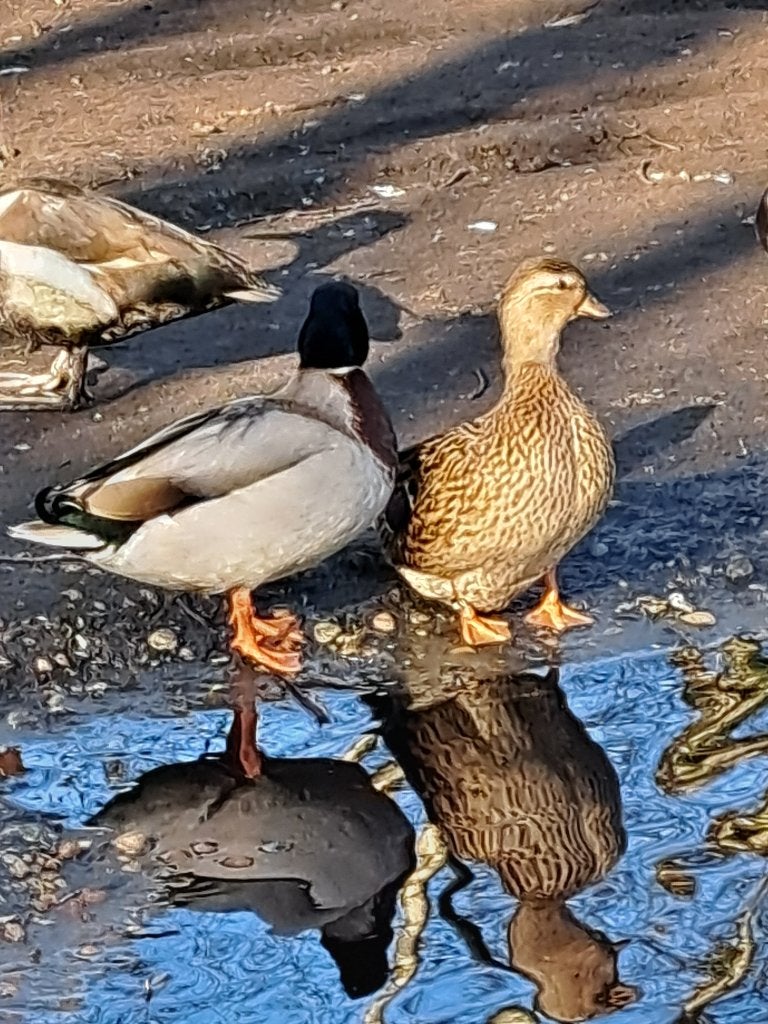 Boeren kwakertjes met korte snaveltjes, Meerdere dieren, Eend