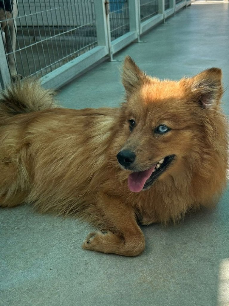 ACE: Snickers is een vrolijke kleine man, Dieren en Toebehoren, Particulier, 15 weken tot 1 jaar, Buitenland, Eén hond