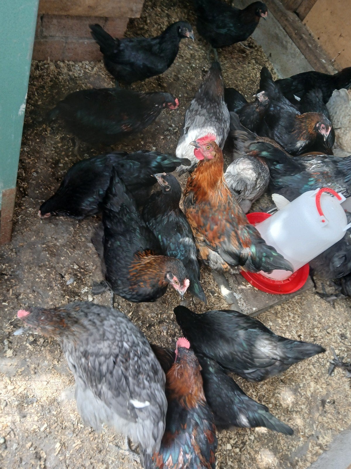 Kippen, jonge hennen, easter eggers. Kleurleggers, Vrouwelijk, Kip