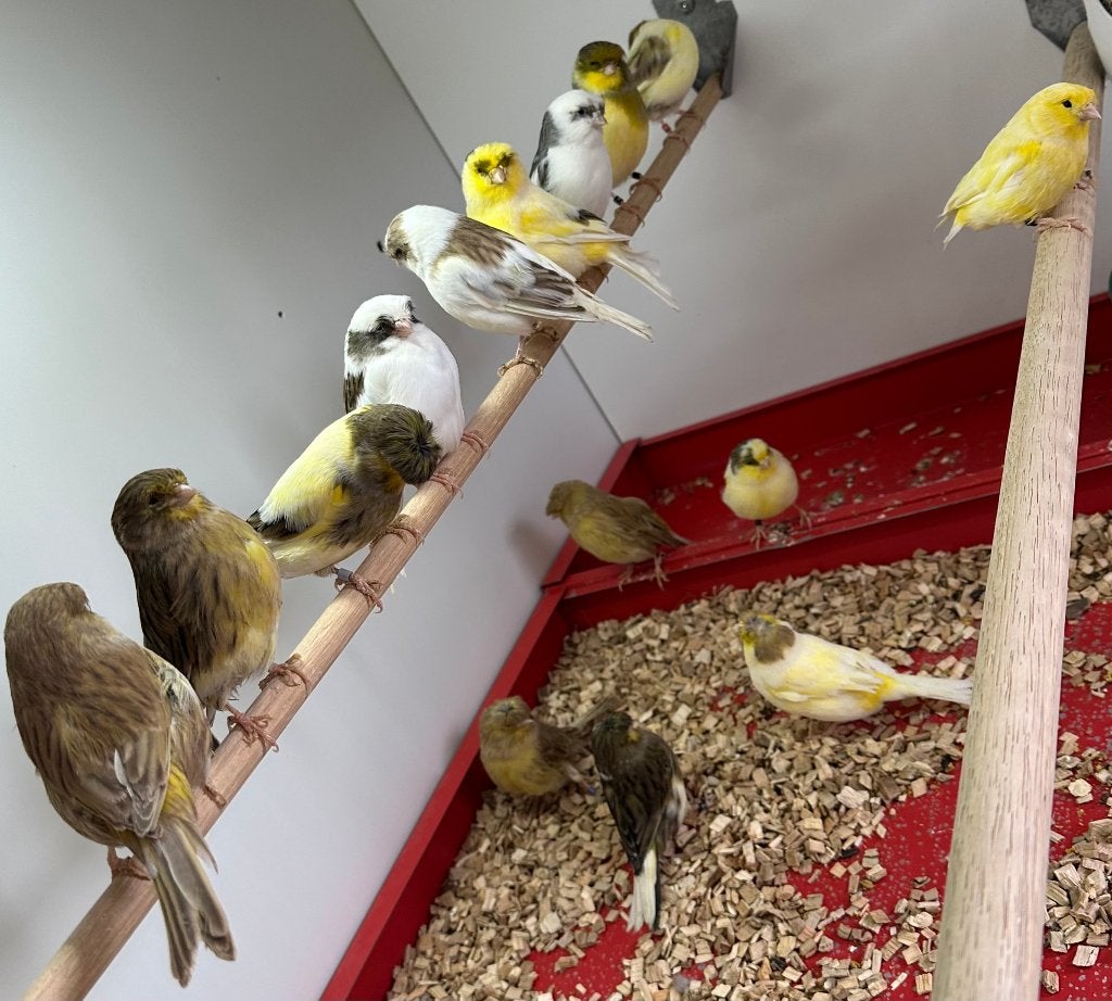 Gloster kanaries, Meerdere dieren, Kleurkanarie