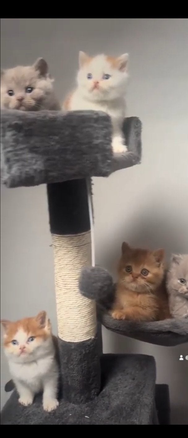 Britse korthaar kitten