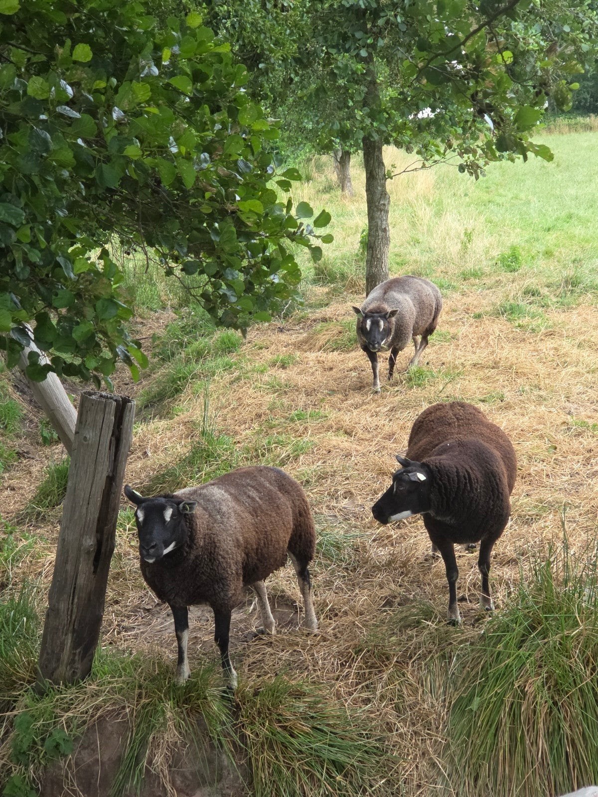 3 ooien met 7 lammeren  dassenkop en blauwe texelaar fokooie, Dieren en Toebehoren, Schapen, Geiten en Varkens, Vrouwelijk, Schaap
