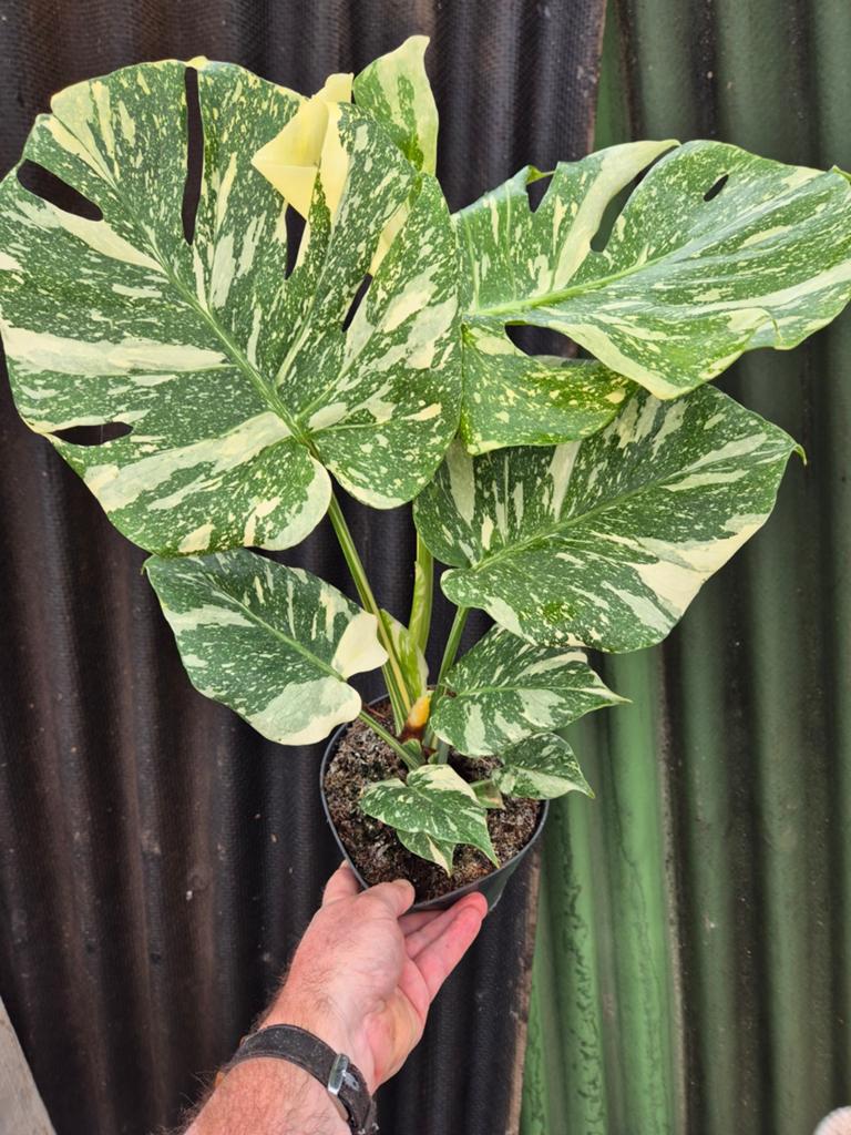 Monstera Special p17, Huis en Inrichting, Kamerplanten, Minder dan 100 cm, Halfschaduw, Ophalen of Verzenden
