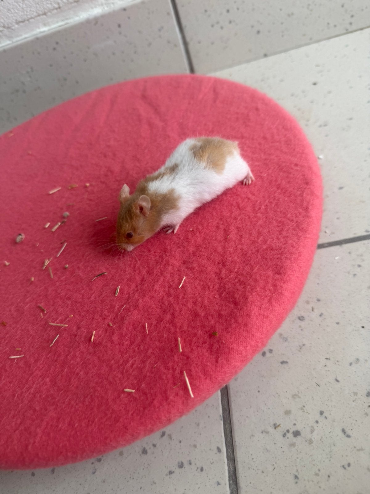 baby hamsters vrouwtjes, Dieren en Toebehoren, Knaagdieren, Hamster, Juni, Vrouwelijk, Tam