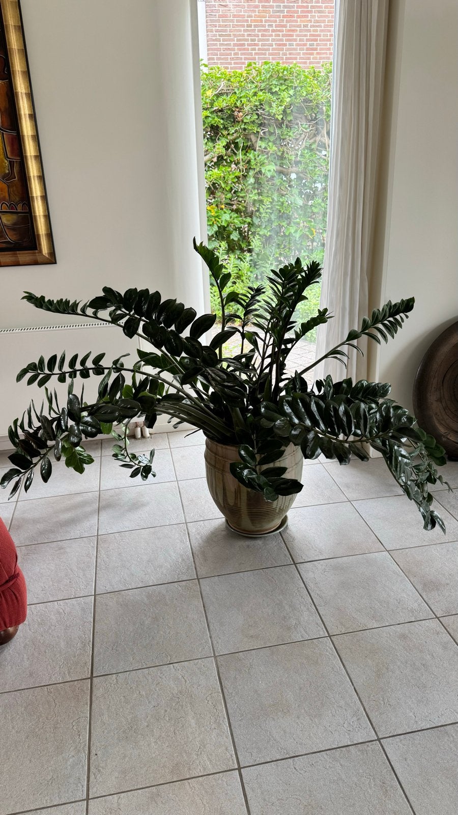 Grote Zamioculcas Zamiifolia in pot, Huis en Inrichting, Kamerplanten, Ophalen, 100 tot 150 cm, Overige soorten, Halfschaduw