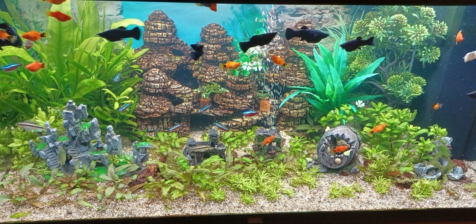 Heb een overbevolkt aquarium blackmoly,s en plaatjes, Vis, Zoetwatervis