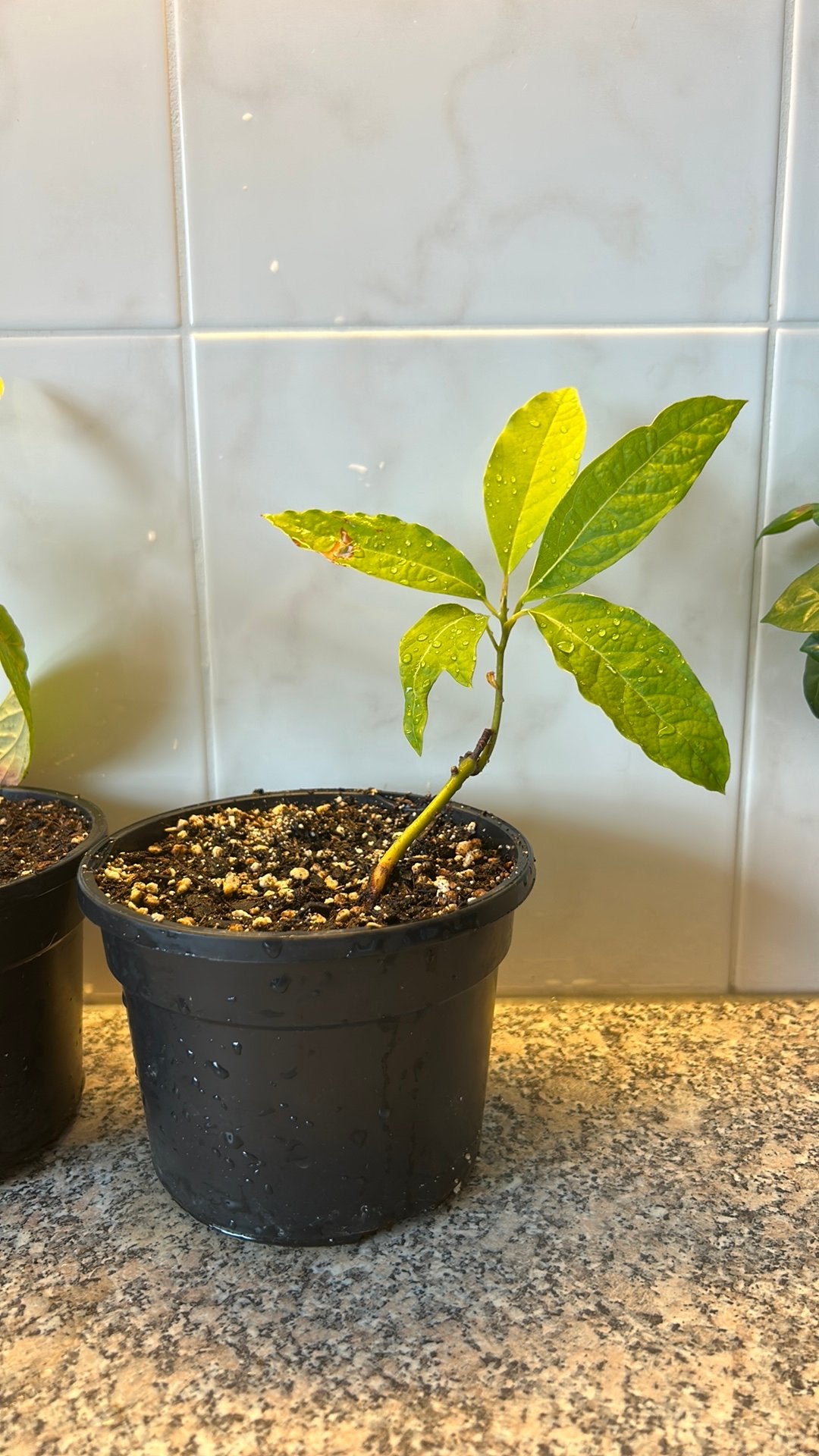Avocado plant, Ophalen, Halfschaduw, Minder dan 100 cm