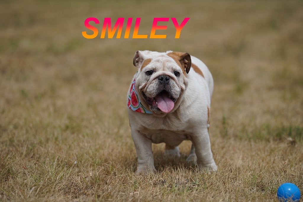 Prachtige en gezonde Engelse Bulldog puppy’, 8 tot 15 weken, Buitenland, Teef, Parvo
