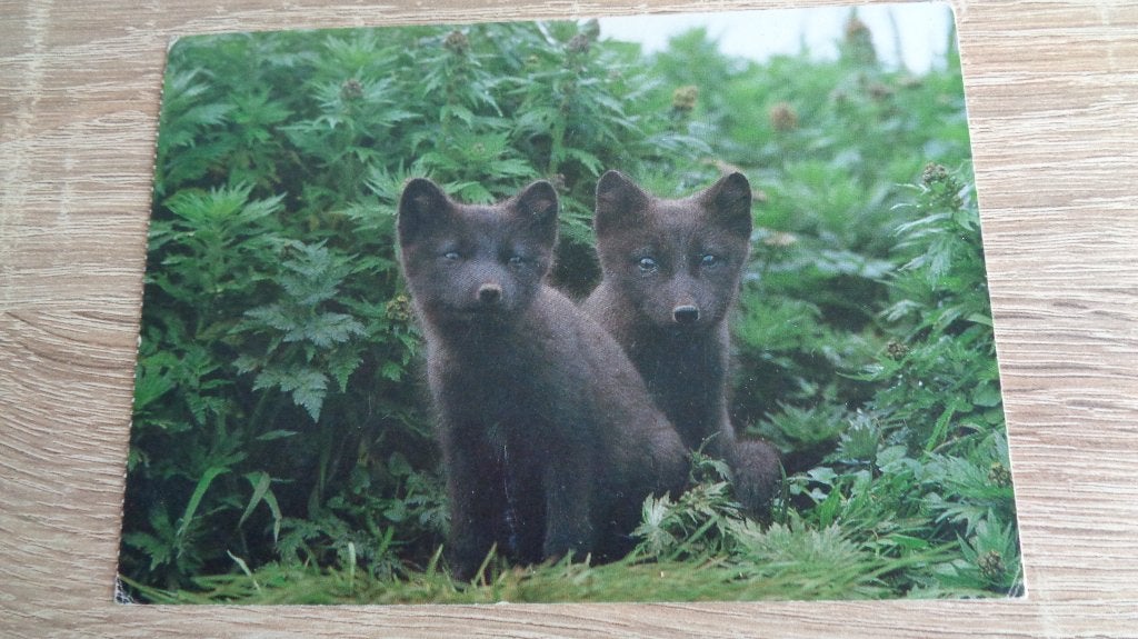 Vossen, Verzenden, 1980 tot heden, Ongelopen, Wild dier