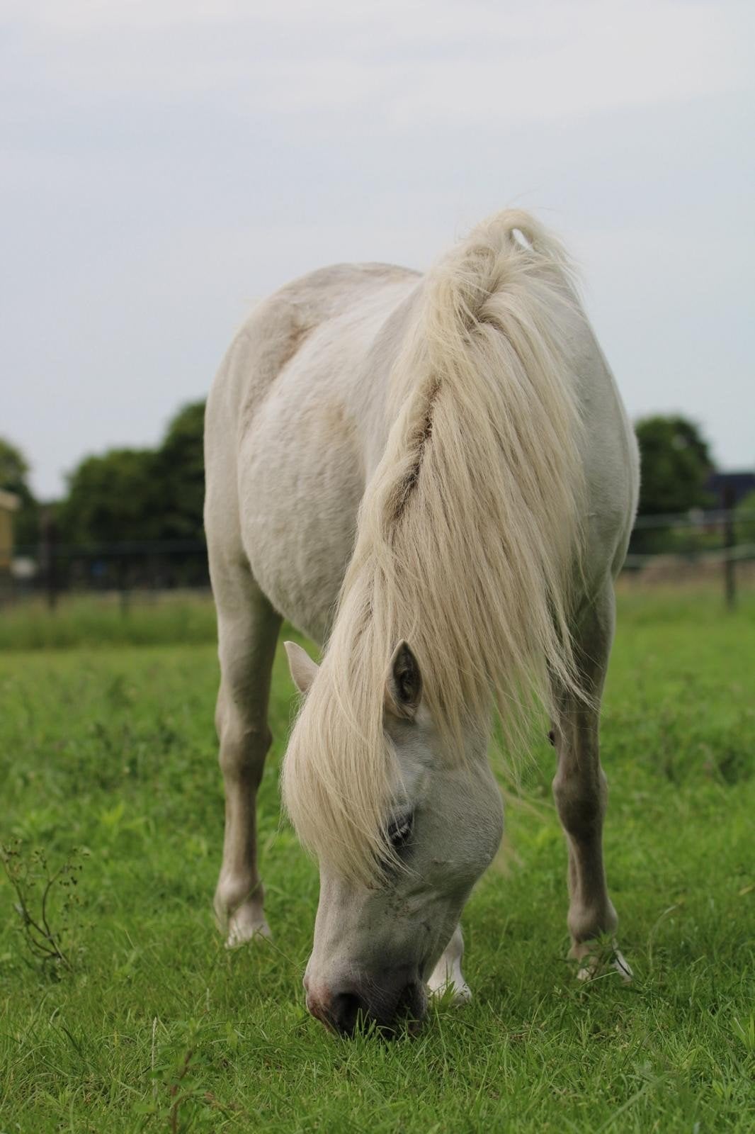 Welsh A fokmerrie, Dieren en Toebehoren, Paarden, Merrie