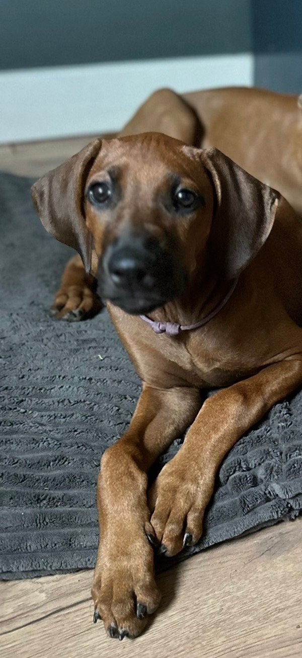 Rhodesian ridgeback teefje zoekt een liefevol plekje, Dieren en Toebehoren, Parvo, Overige rassen, 8 tot 15 weken, Meerdere