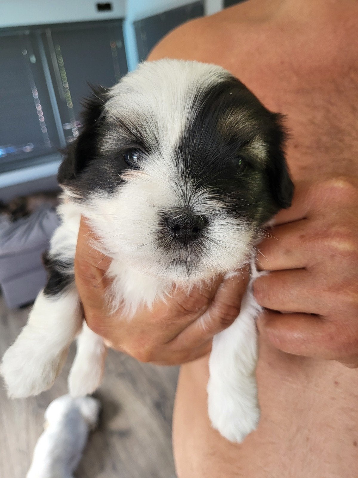 Boomer 3/4 shih tzu en 1/4 maltezer, Dieren en Toebehoren, Reu, 8 tot 15 weken, Eén hond, Klein