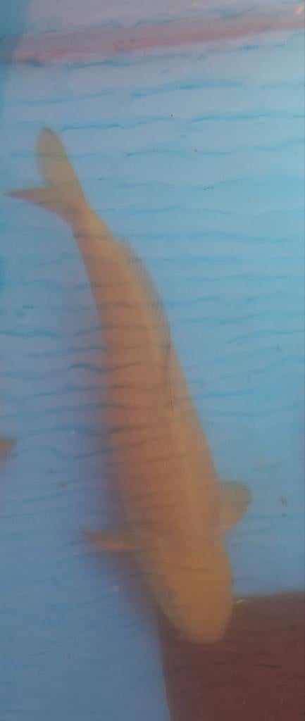 Chagoi koi karper, Karper of Koi