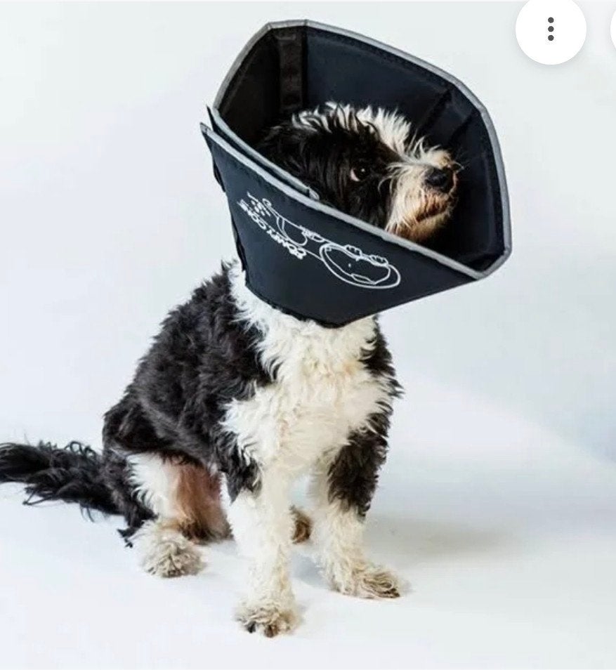 Comfy Cone kraag, Ophalen, Zo goed als nieuw, Hondenjas