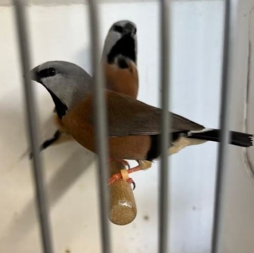 Koppel gordelgrasvinken, Meerdere dieren