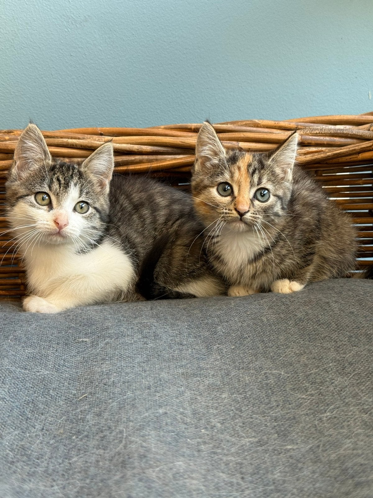 Kittens opzoek naar nieuw thuis, Dieren en Toebehoren, Meerdere dieren, Kortharig, 0 tot 2 jaar
