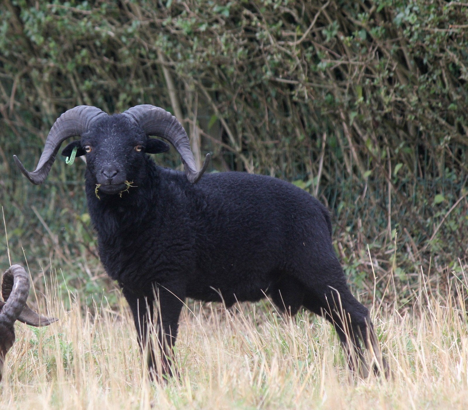 Ouessant ooien Zwoegervrij, Dieren en Toebehoren, Schapen, Geiten en Varkens, Mannelijk, Schaap