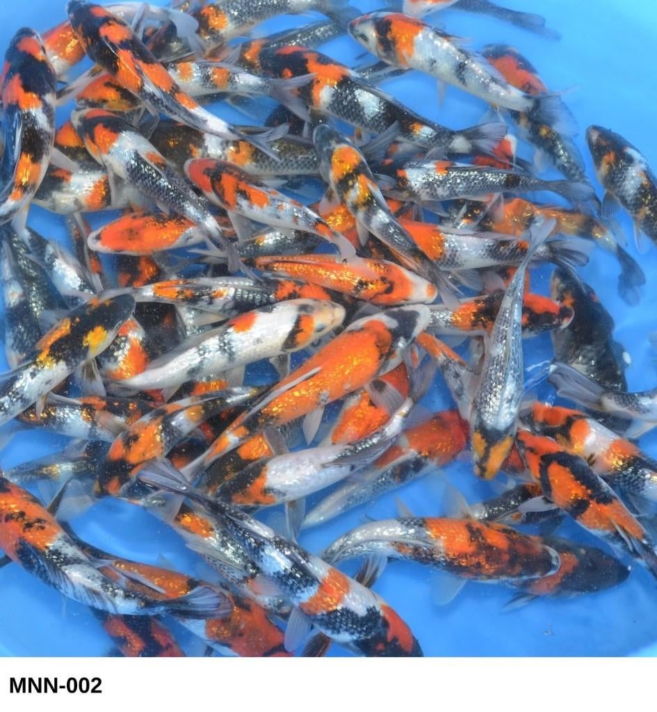 Tosai Ginrin Showa 15-18cm, Karper of Koi