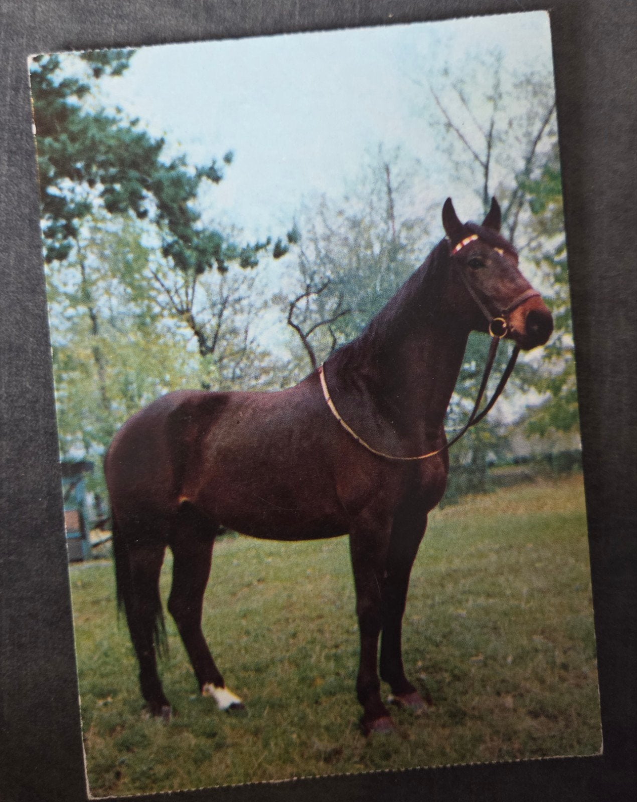 Elegant Paard, Verzenden, 1960 tot 1980, Ongelopen, Paard