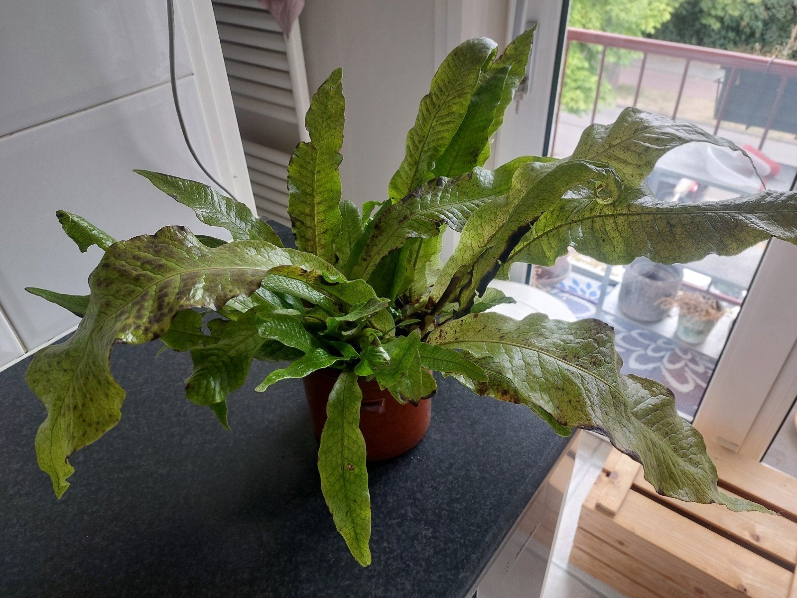 plant, Ophalen, Halfschaduw, Minder dan 100 cm