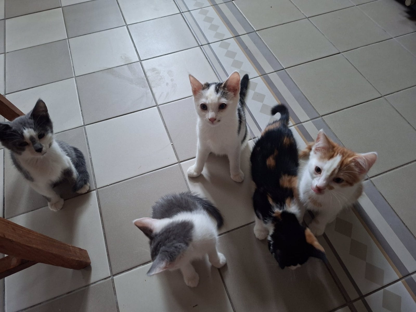 Kittens, lief en aanhankelijk, Poes, Ontwormd