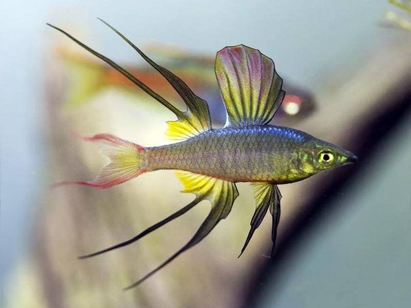Iriatherina werneri – Werners Regenboogvis, Vis, Zoetwatervis, Schoolvis