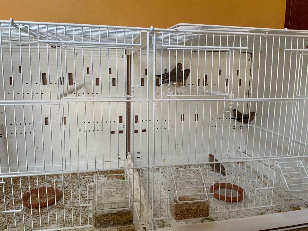 Zebravink, Ophalen, Nieuw, Speelgoed
