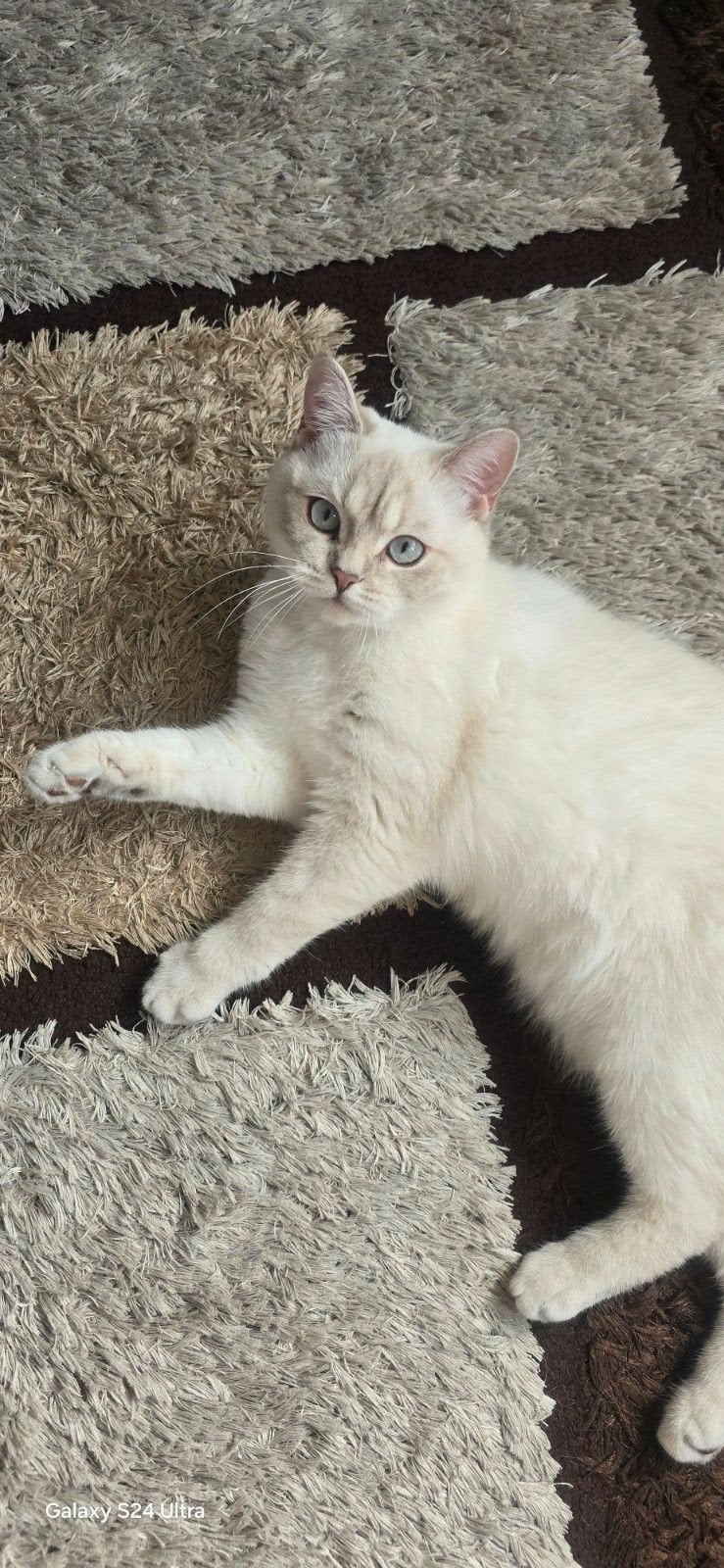 Britse korthaar, Dieren en Toebehoren, Katten en Kittens | Raskatten | Korthaar, Meerdere dieren