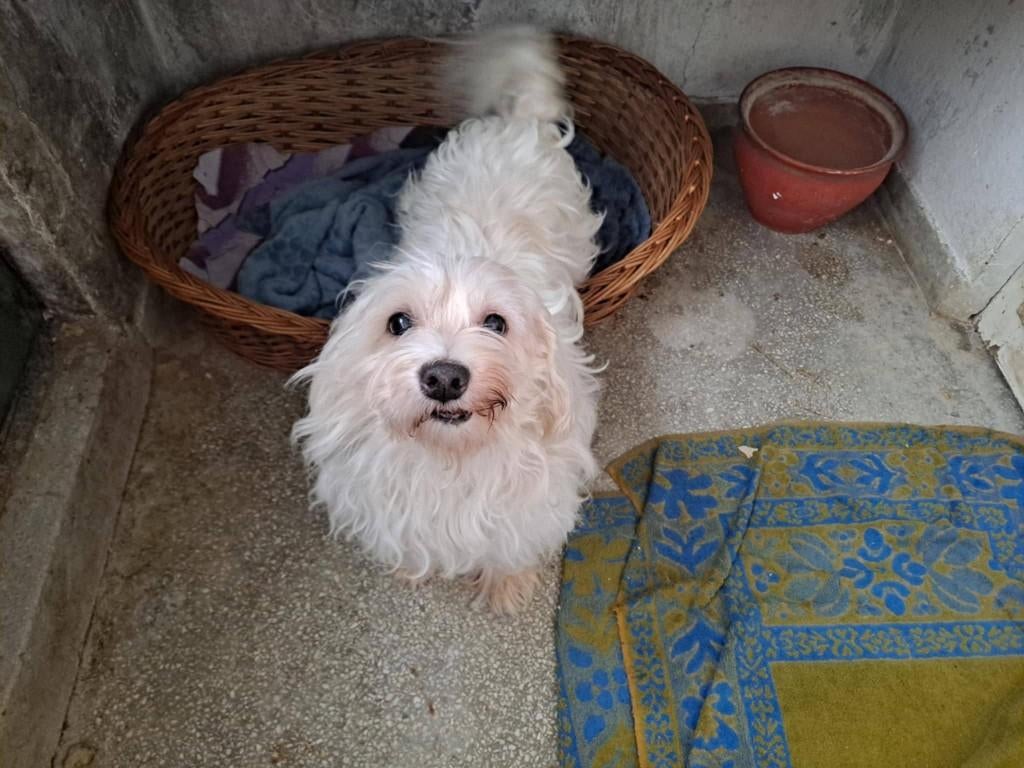TOBY 8-9 jr. Roemenië  Bichon, vriendelijk reutje, Dieren en Toebehoren, 6 jaar of ouder, Handelaar, Buitenland, Teef