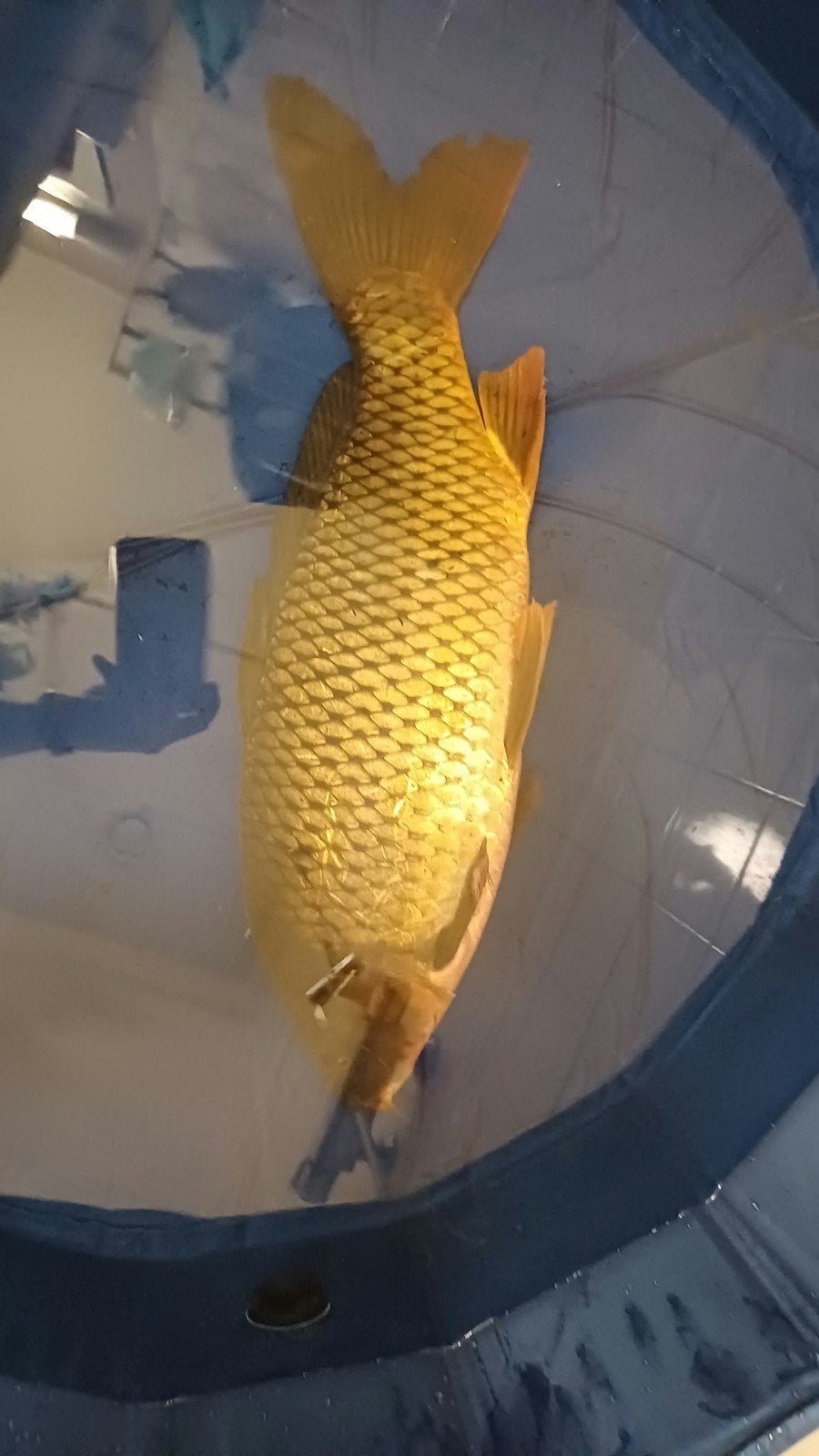 vijvervissen, Karper of Koi