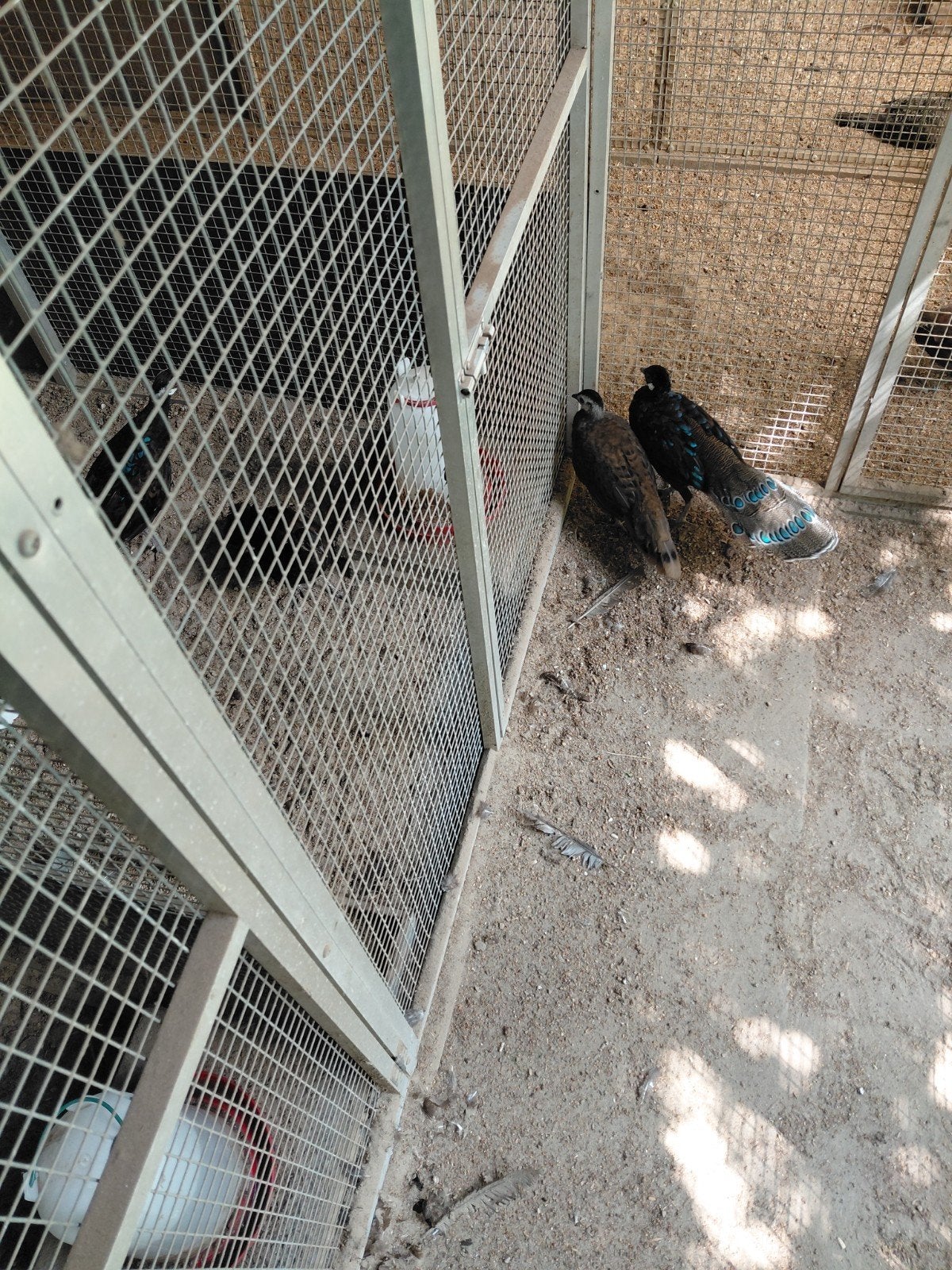 1-1 mooi koppel zwartkop palawan fazanten, Dieren en Toebehoren, Meerdere dieren