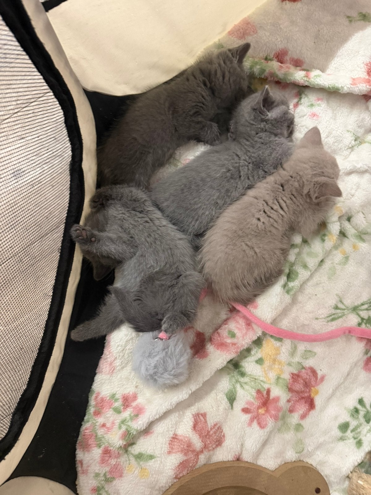 BRITSE KORTHAAR KITTENS, Meerdere dieren