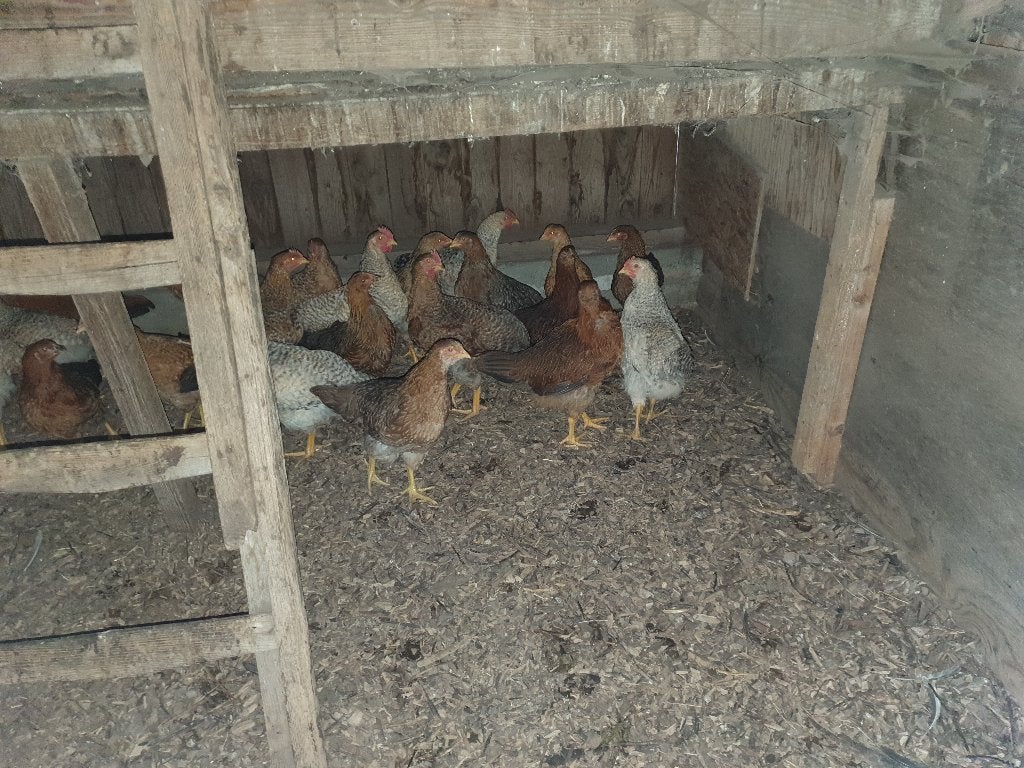Bielefelders groot, Dieren en Toebehoren, Pluimvee, Meerdere dieren, Kip