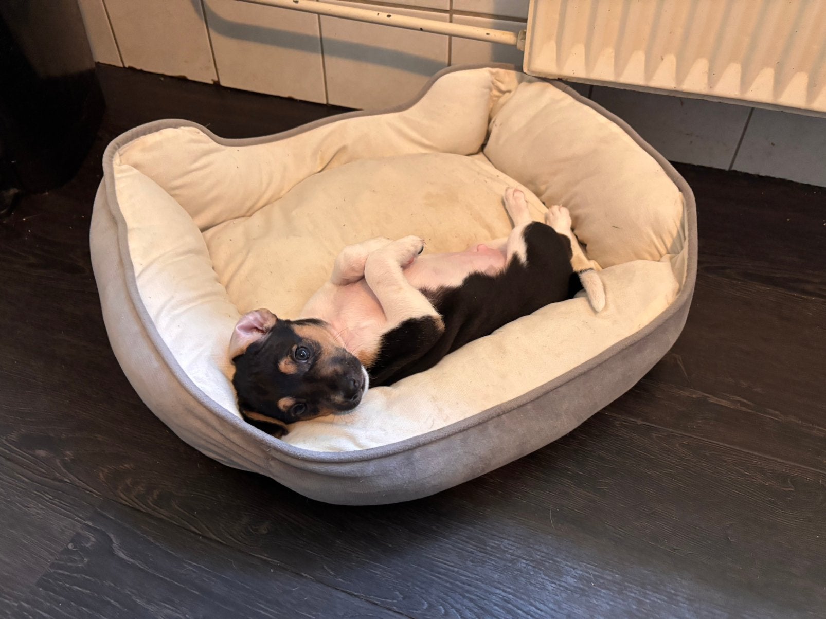 Te koop. Boerenfox pups, 8 tot 15 weken, Meerdere, Meerdere dieren, Klein
