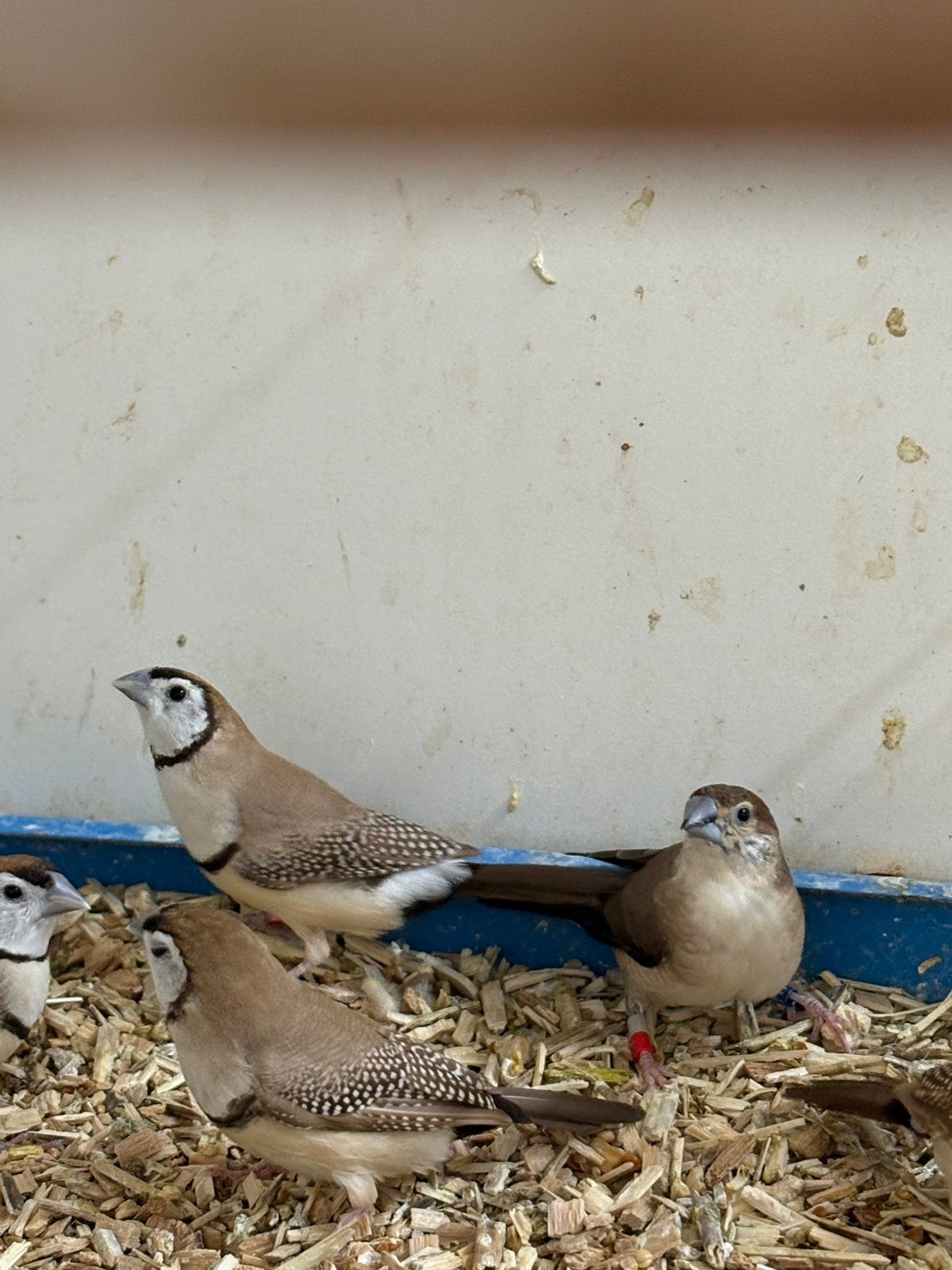 Te koop gevraagd diverse soorten vogels . Zie omr, Meerdere dieren