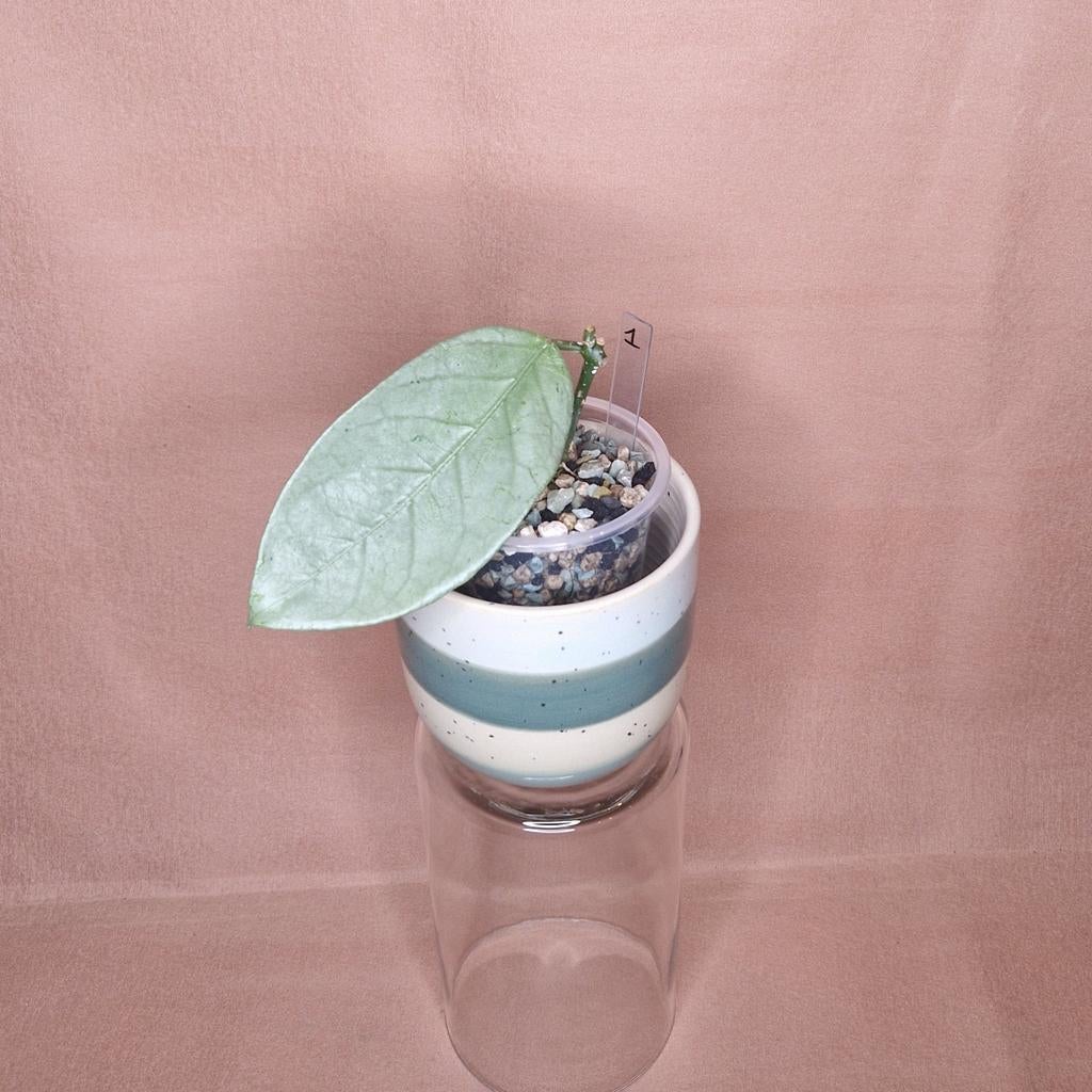 Hoya Coriacea Silver 1, Overige soorten, Minder dan 100 cm, Bloeiende kamerplant, Halfschaduw