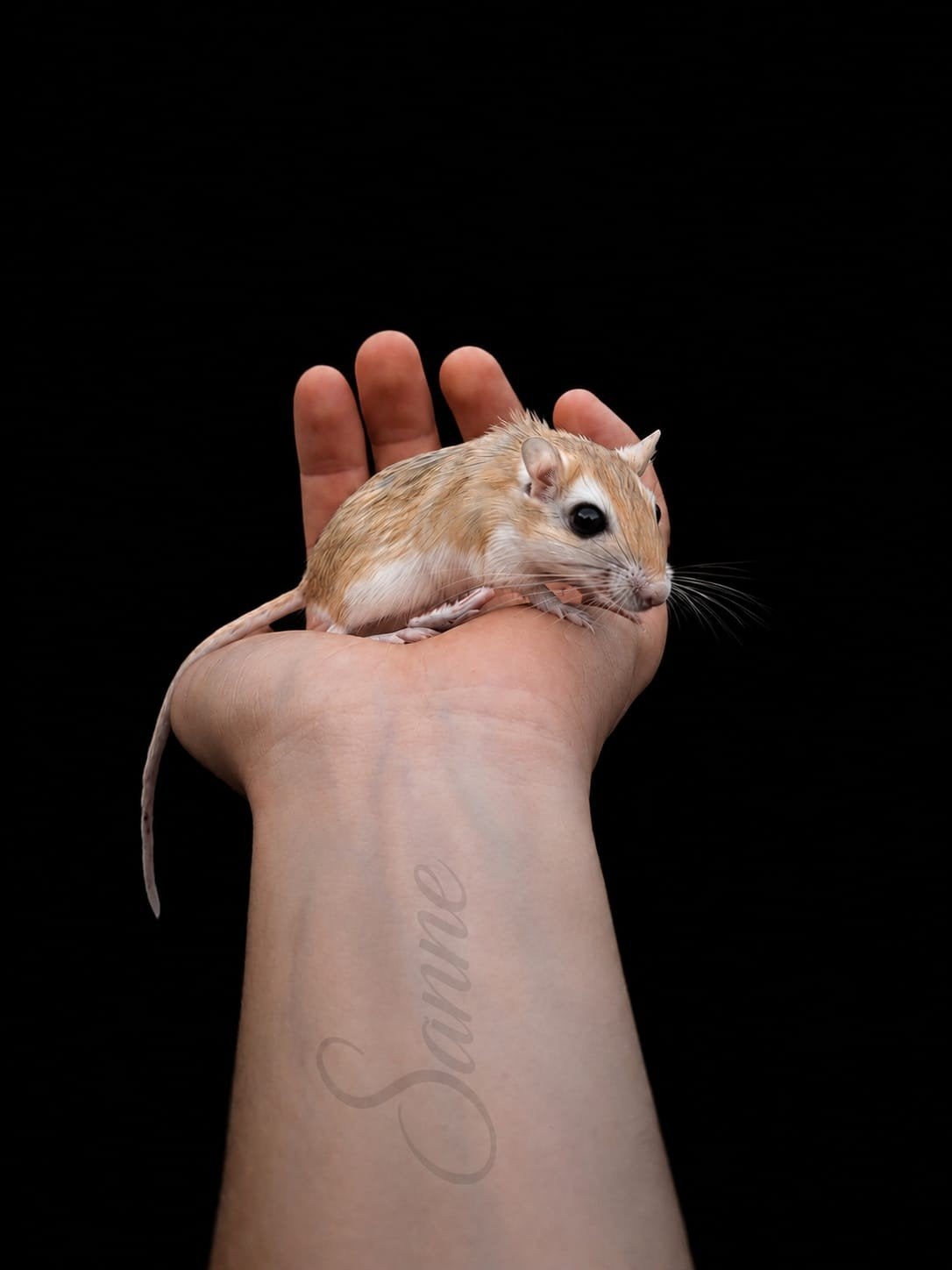 Jonge bleke gerbils, Dieren en Toebehoren, Knaagdieren, Juli, Meerdere dieren, Overige typen, Tam