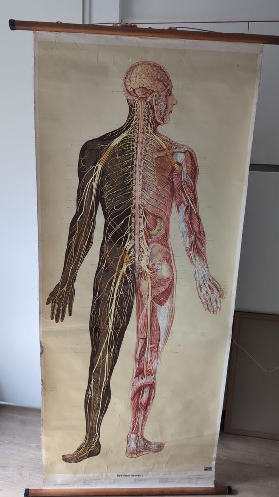 Vintage anatomische schoolplaat zenuwstelsel – IVAC 1953 –, Antiek en Kunst, Antiek | Schoolplaten, Ophalen, Natuur en Biologie