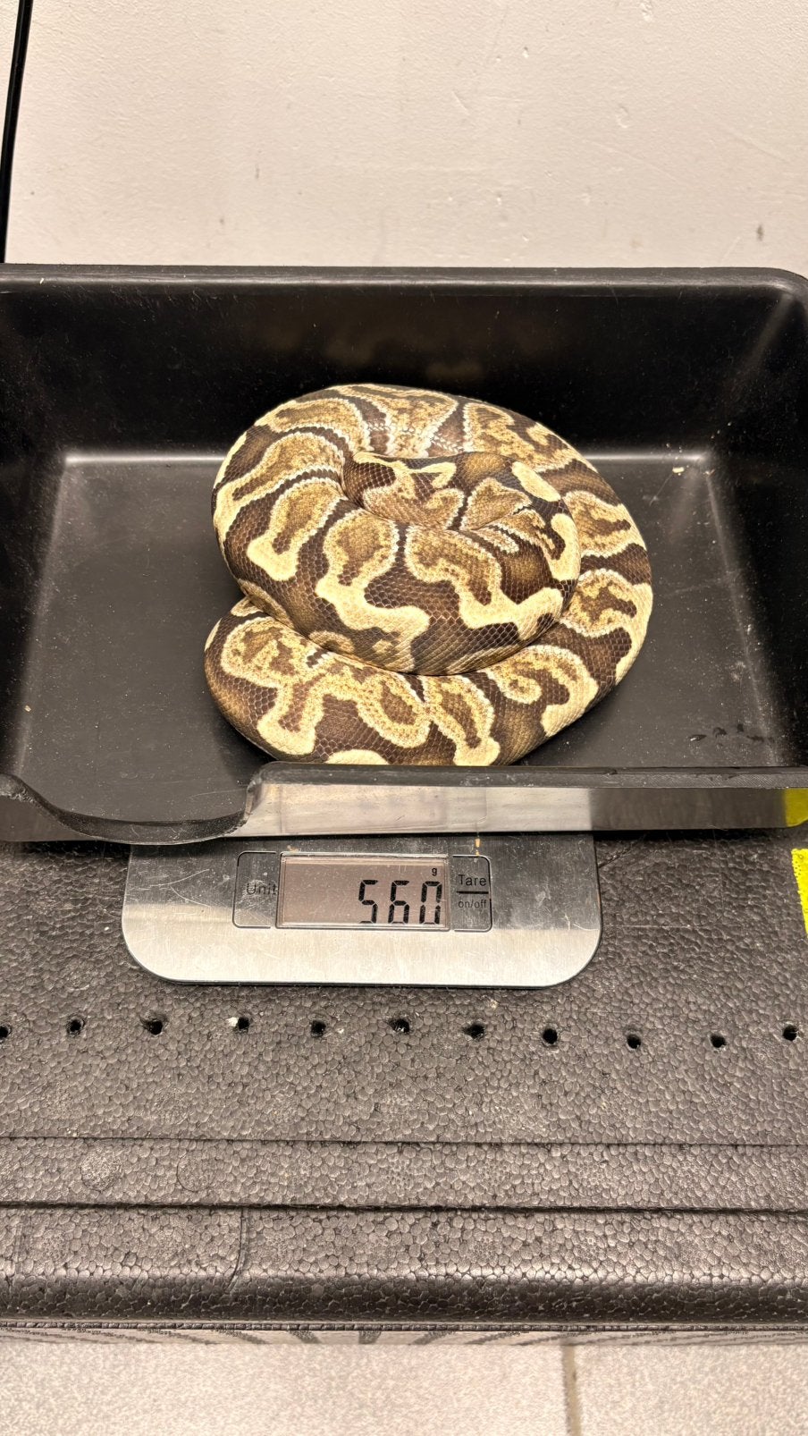 GHI desert ghost ball python Ball Python photo 2