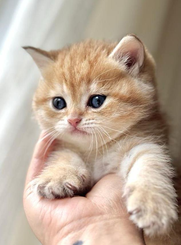 British korthaar, Dieren en Toebehoren, Kater