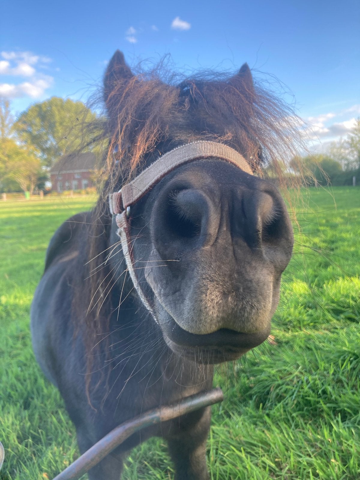 Fijn plekje voor shetlander/ pony beschikbaar., Dieren en Toebehoren, Weidegang, 1 paard of pony