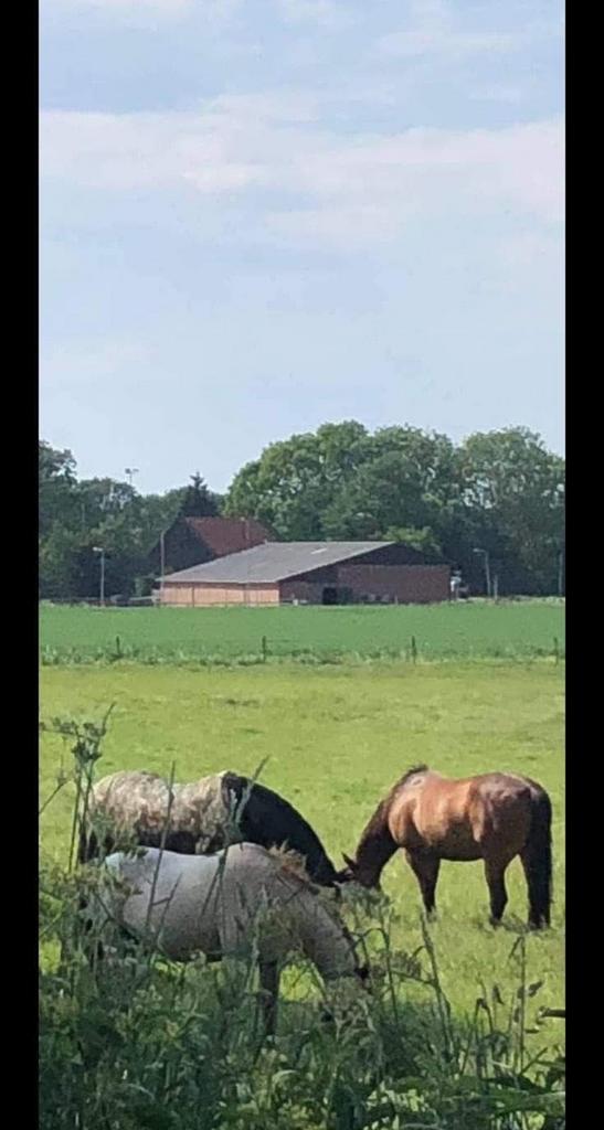 Pensionstalling Rhoon met weidegang, Dieren en Toebehoren, Stalling en Weidegang, Stalling, Weidegang