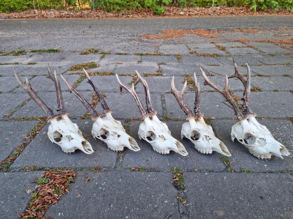 20 Volle- volledige Ree bok schedels gewei geweien hert kop, Ophalen of Verzenden, Zo goed als nieuw, Hert, Schedel
